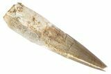 Fossil Spinosaurus Tooth - Real Dinosaur Tooth #383793-1